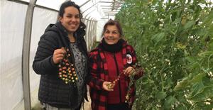 Cueillette de légumes à la Ferme des Possibles