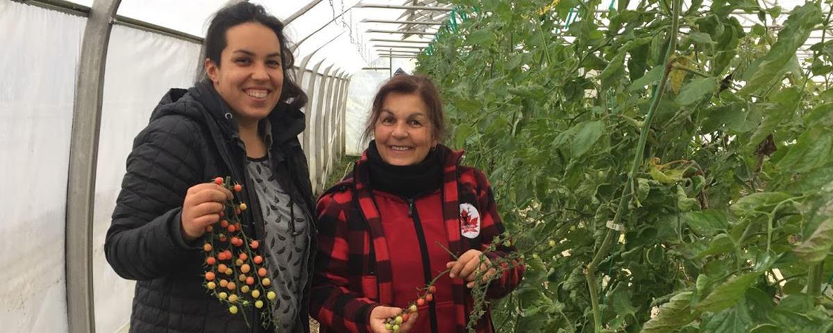 Cueillette de légumes à la Ferme des Possibles