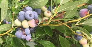 Cueillette Bleuetière Serge et Arlène