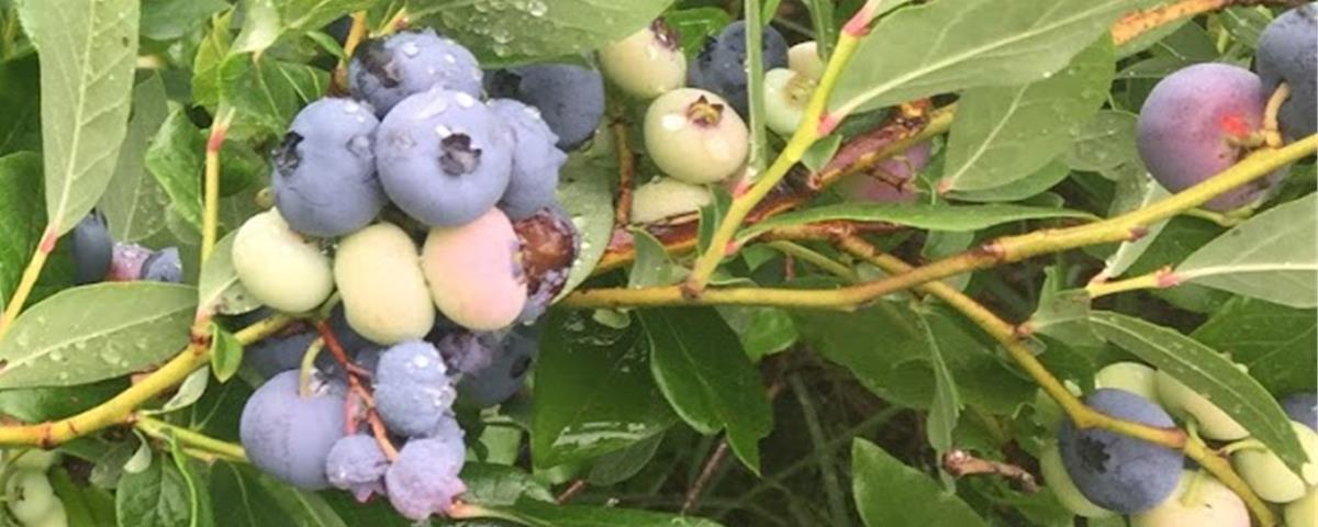 Cueillette Bleuetière Serge et Arlène