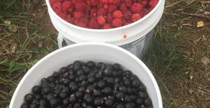 Cueillette de framboises et cassis à la Ferme-école du Cégep