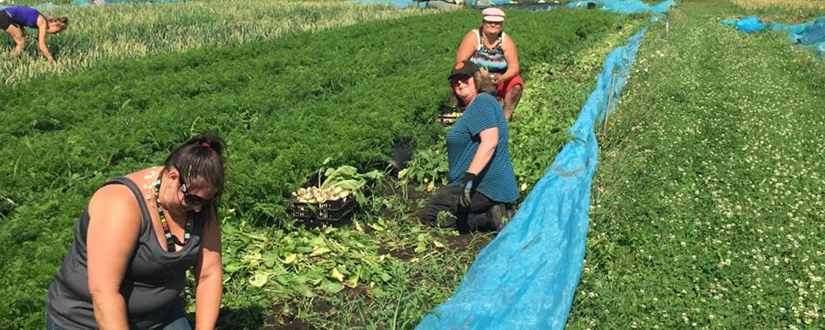 Cueillette de légumes à la Ferme Les Allées Champs