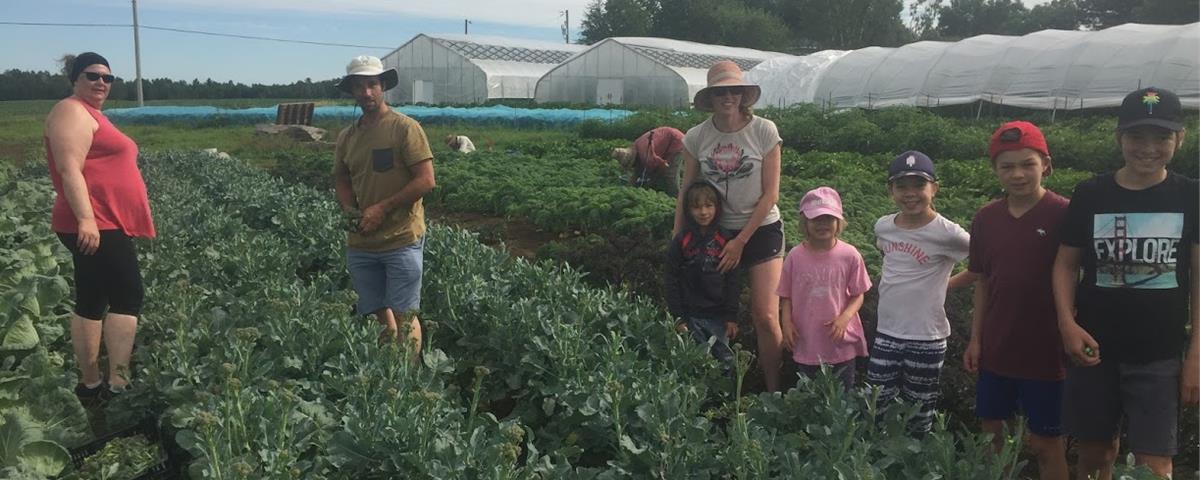 Cueillette de légumes à la Ferme des Possibles