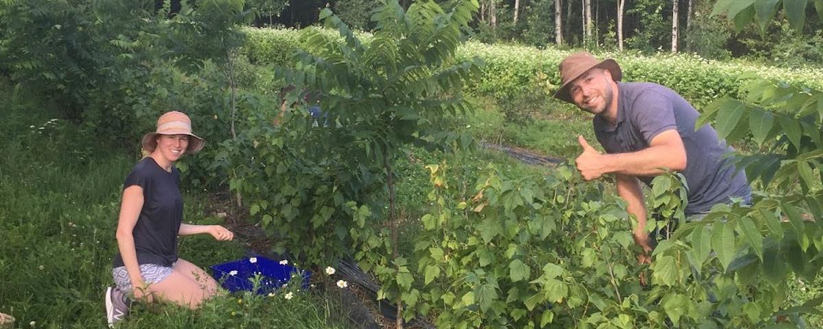 Cueillette de framboises et cassis à la Ferme-école du Cégep