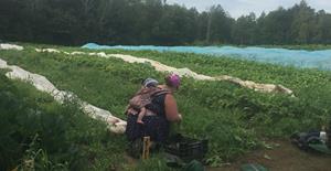 Cueillette de légumes à la Ferme des Possibles