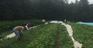 Cueillette de légumes à la Ferme des Possibles