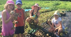 Cueillette de légumes à la Ferme des Possibles