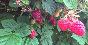 Framboises INAB