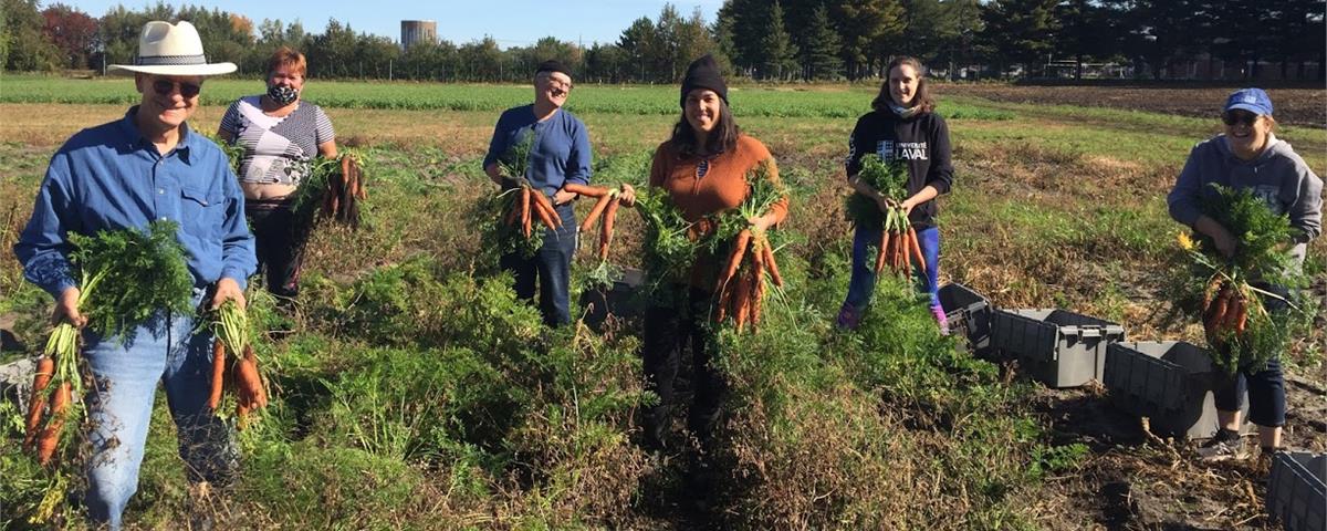 Cueillette de carottes à l'Institut national d'agriculture biologique