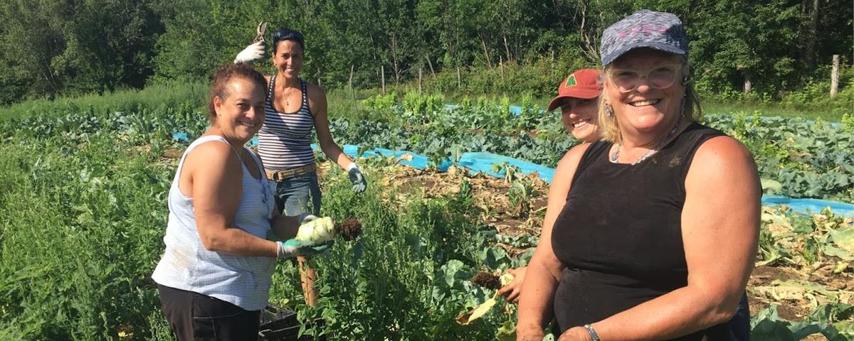 Cueillette de légumes à la Ferme des Possibles