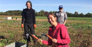 Cueillette de carottes à l'Institut national d'agriculture biologique