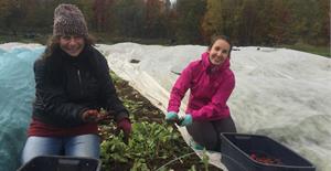 Cueillette de légumes à la Ferme des Possibles
