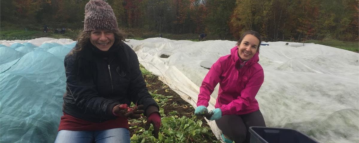 Cueillette de légumes à la Ferme des Possibles