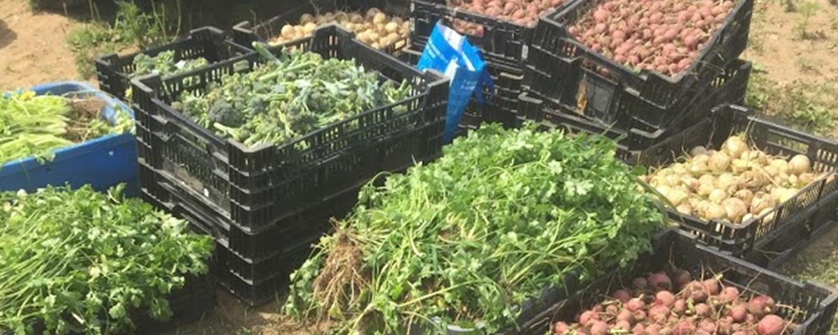 Cueillette de légumes à la Ferme des Possibles