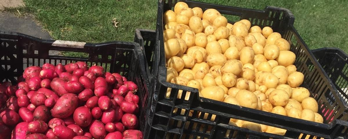Cueillette de légumes à la Ferme Les Allées Champs