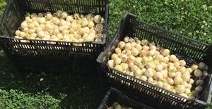Cueillette de légumes à la Ferme Les Allées Champs