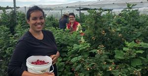 Cueillette framboises INAB