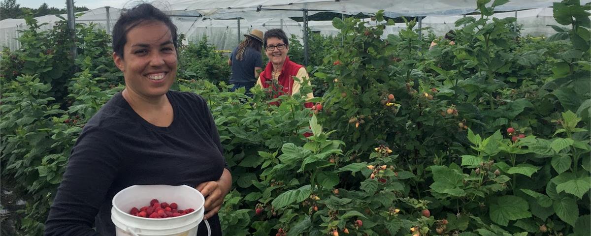 Cueillette framboises INAB