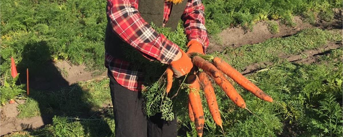 Cueillette de carottes à l'Institut national d'agriculture biologique
