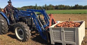 Cueillette de carottes à l'Institut national d'agriculture biologique